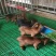 羊猪漏粪板复和板塑料地板漏粪板大量供应厂家直发