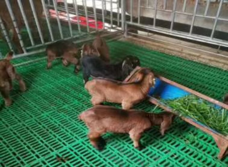 羊猪漏粪板复和板塑料地板漏粪板大量供应厂家直发