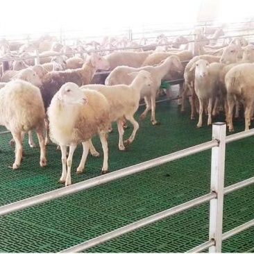 羊猪漏粪板复和板塑料地板漏粪板大量供应厂家直发