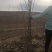 柿子苗，甜柿子苗，各种规格的柿子苗。