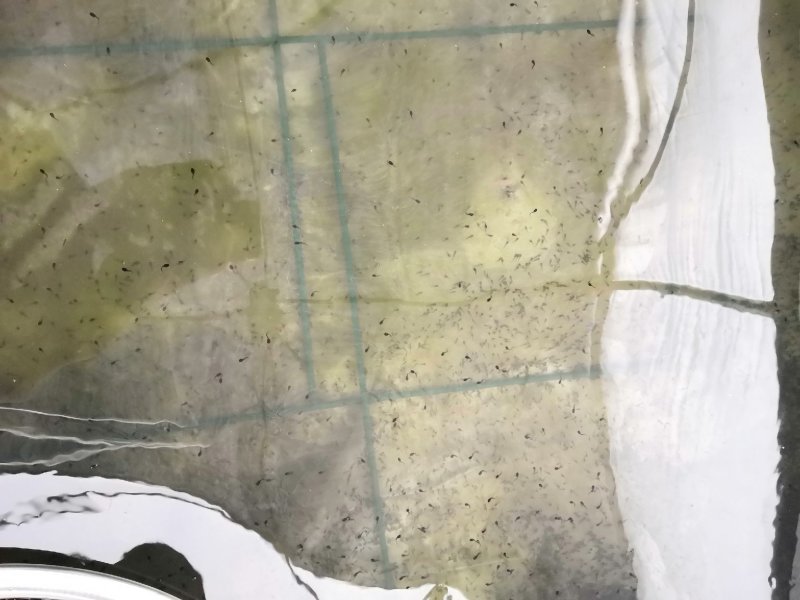 牛蛙苗,蝌蚪
