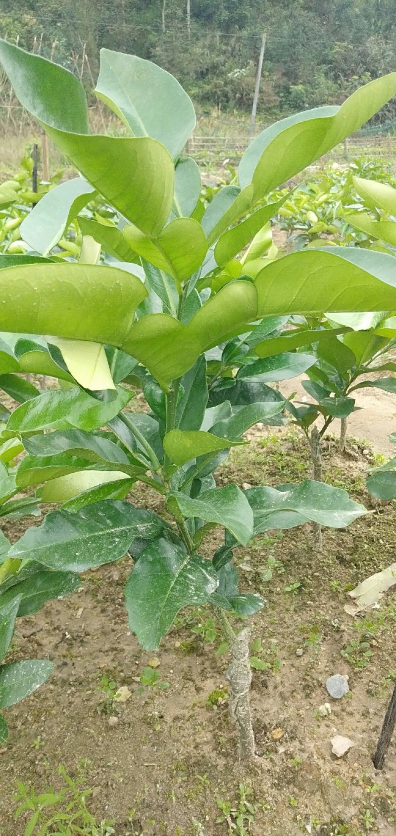 三红蜜柚苗