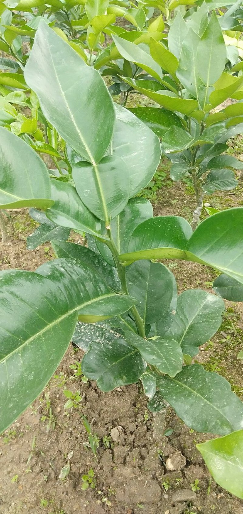 三红蜜柚苗