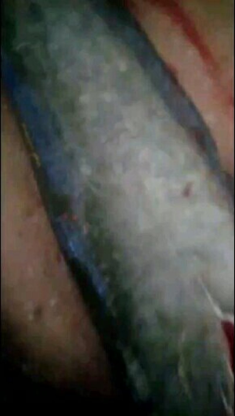 大小鲶鱼