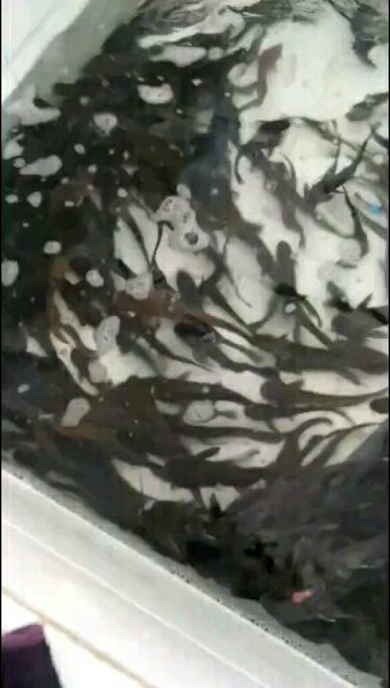 大小鲶鱼