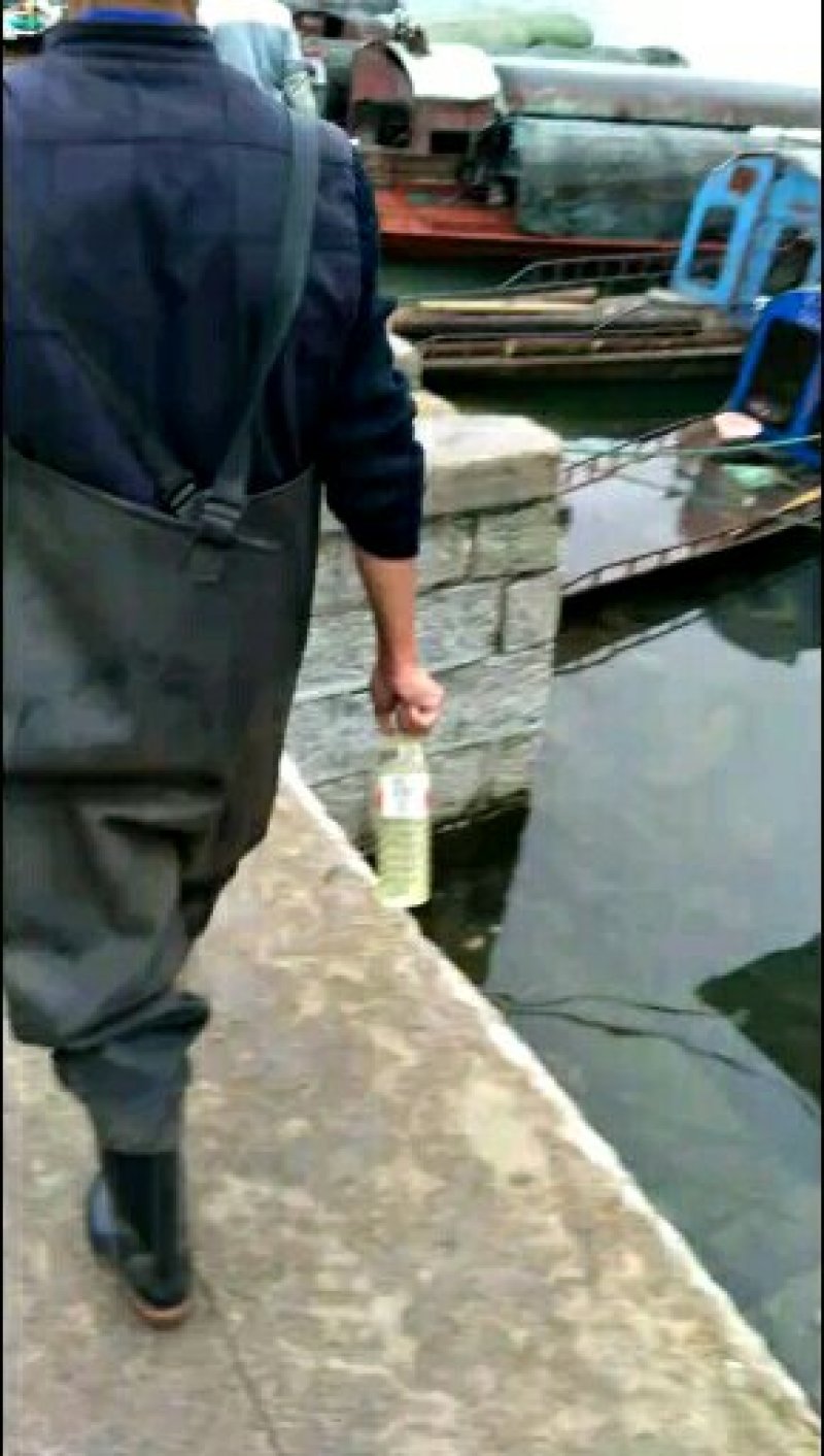 大小鲶鱼