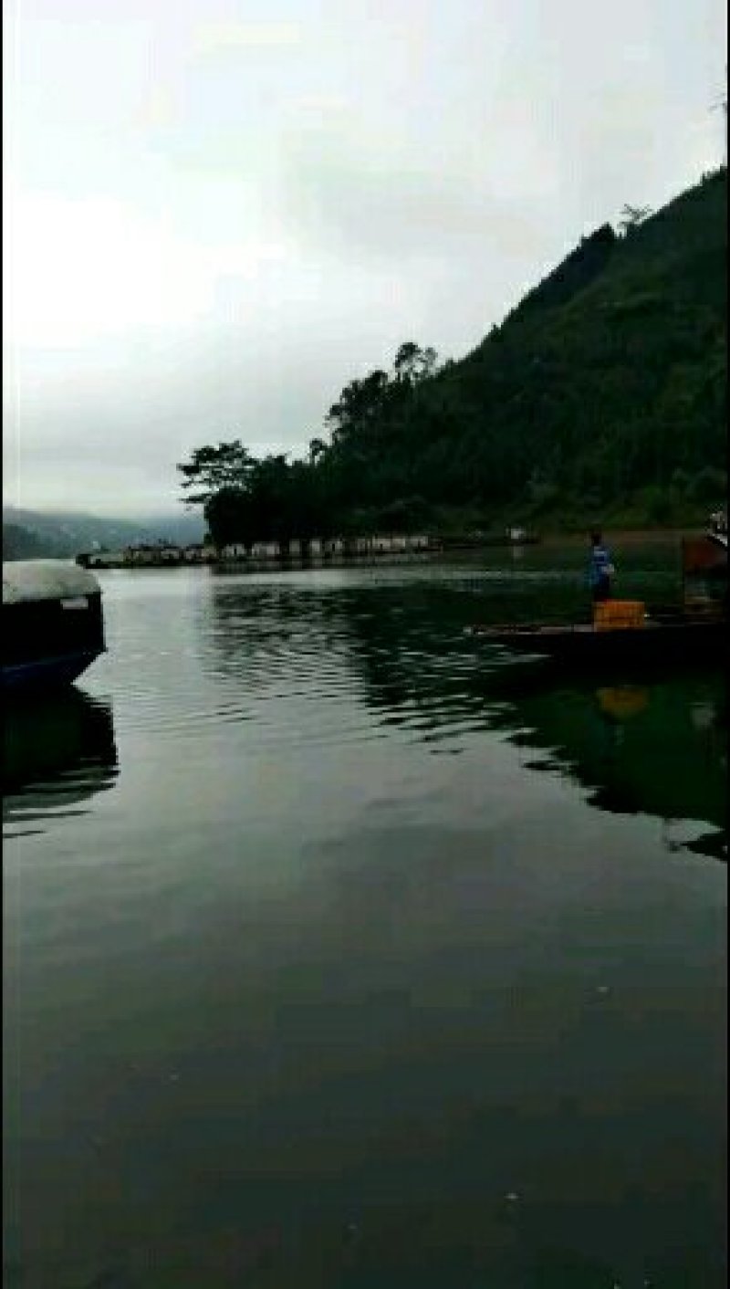 大小鲶鱼