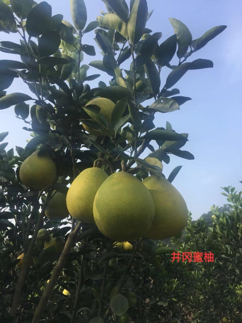 大量供应各种果树苗木