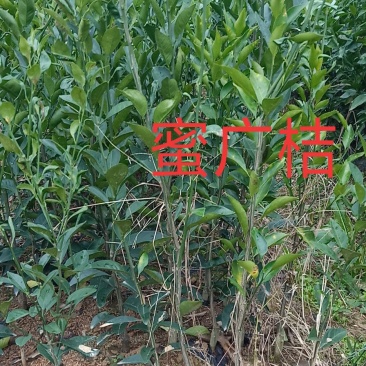 大量供应各种果树苗木