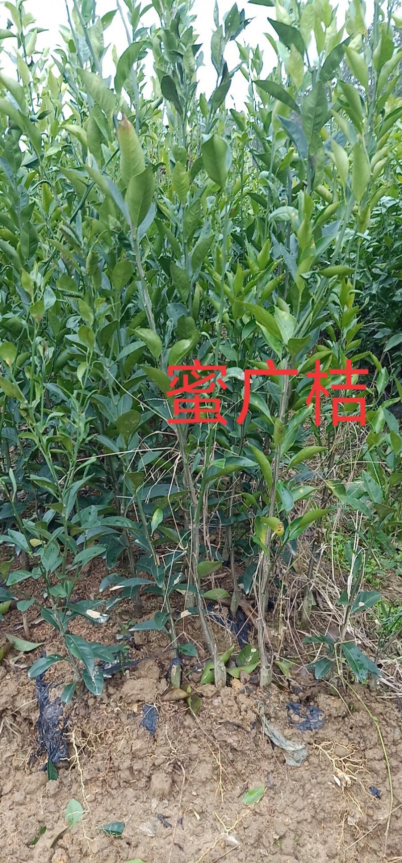 大量供应各种果树苗木
