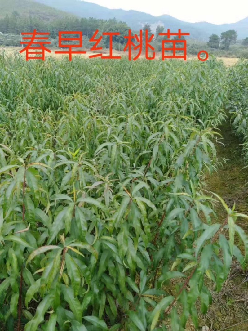大量供应各种果树苗木