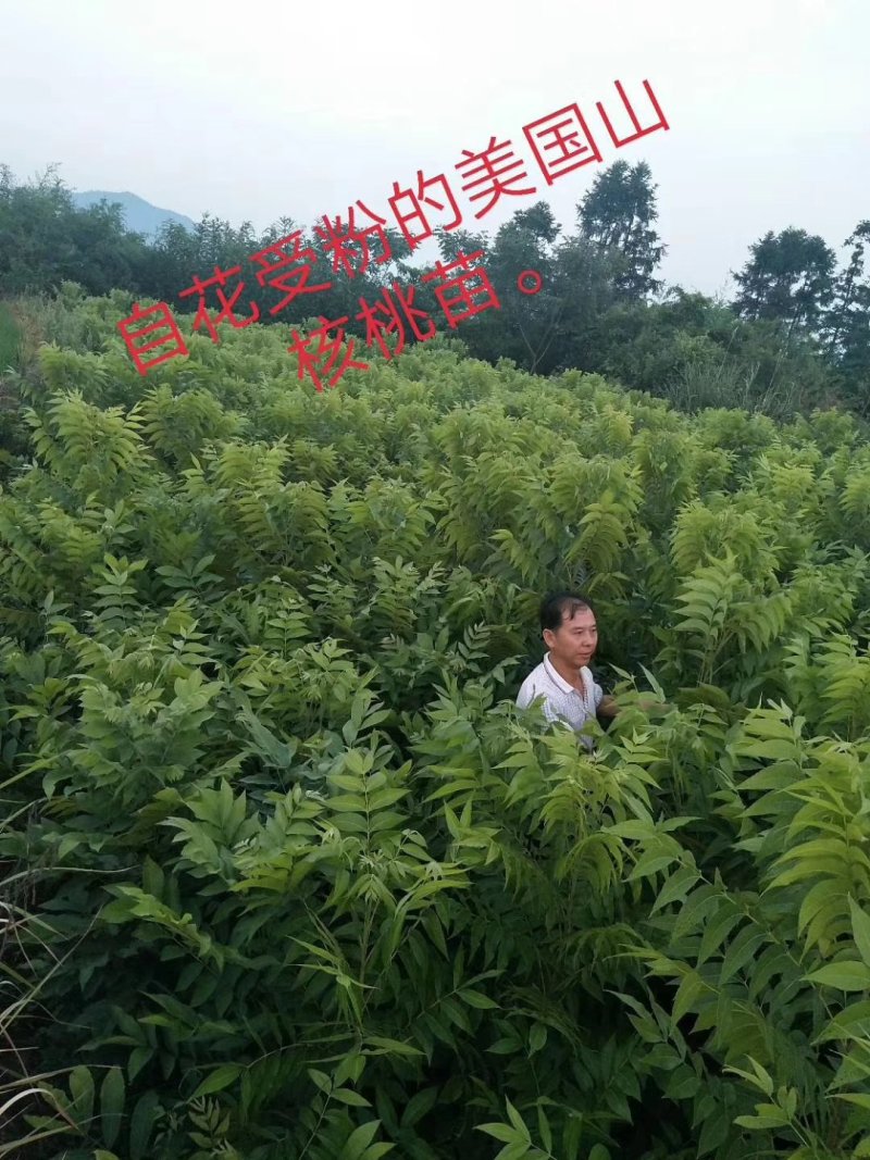 大量供应各种果树苗木