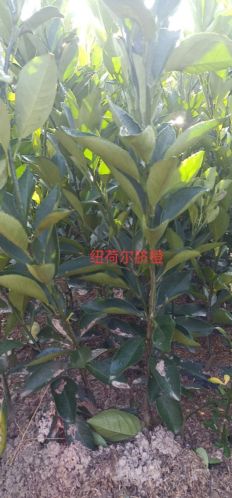 大量供应各种果树苗木