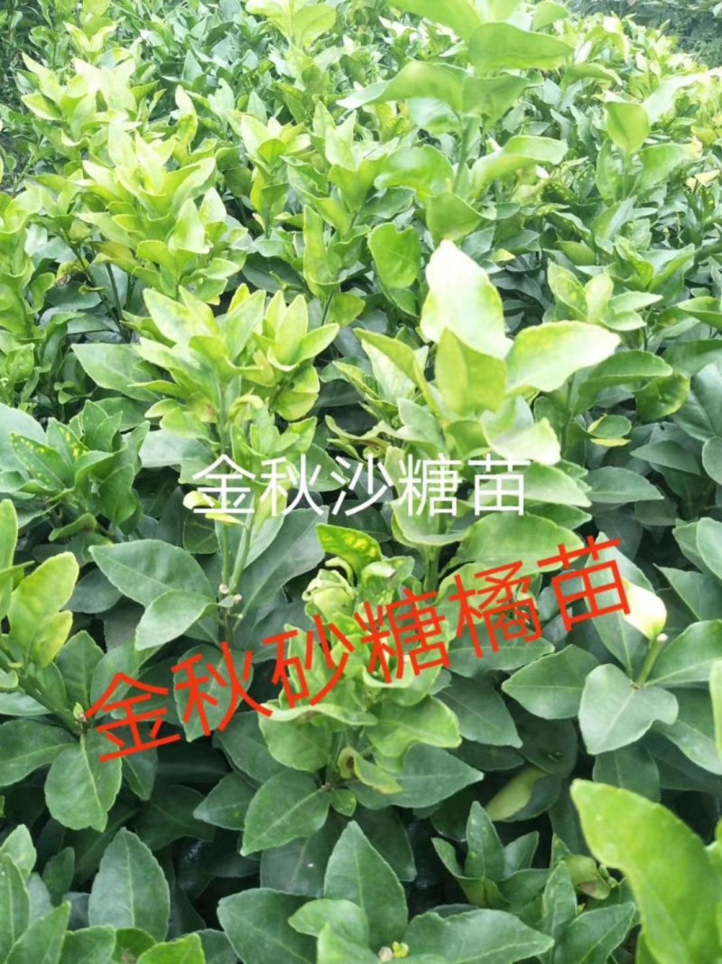 大量供应各种果树苗木