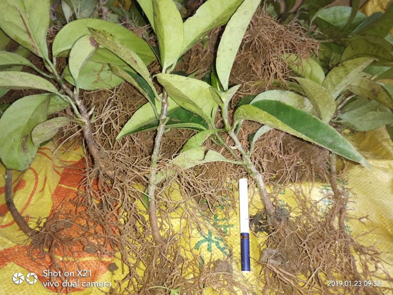 布福娜树苗黑老虎果苗血藤果苗新品种包邮出售中