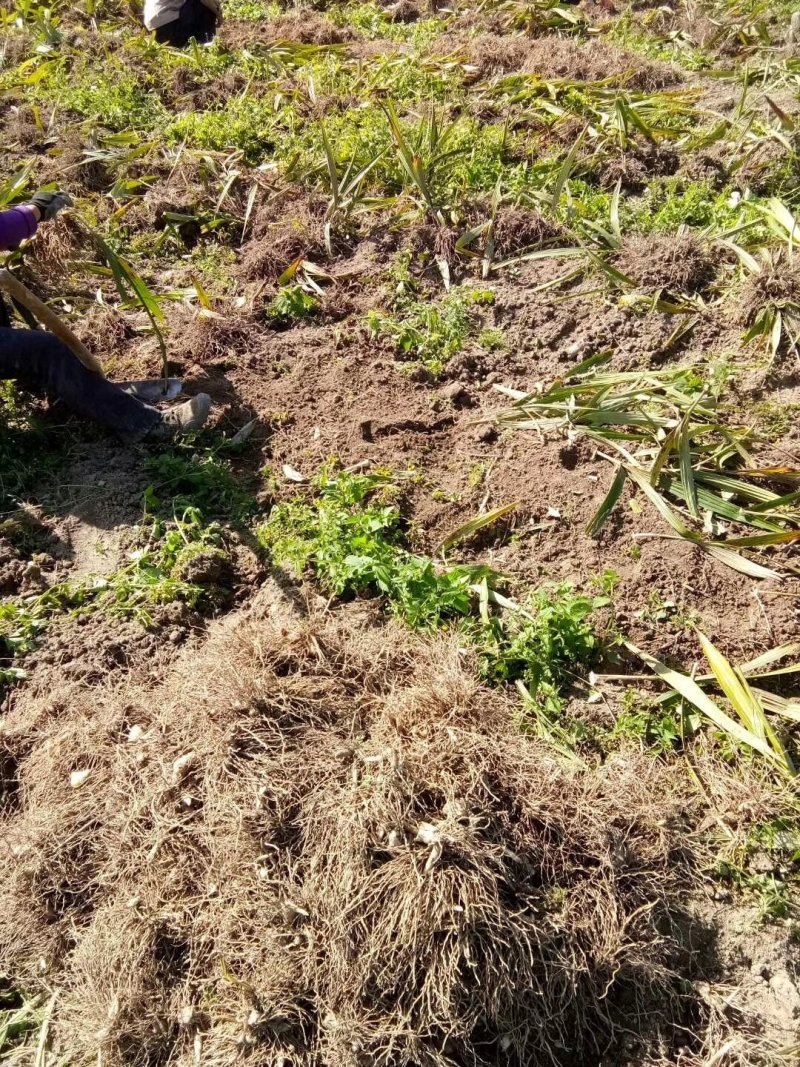 优质白芨，白芨块茎，紫花宽叶大白芨，质量好，产量高