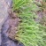 浙茭7号双季茭白早熟品种