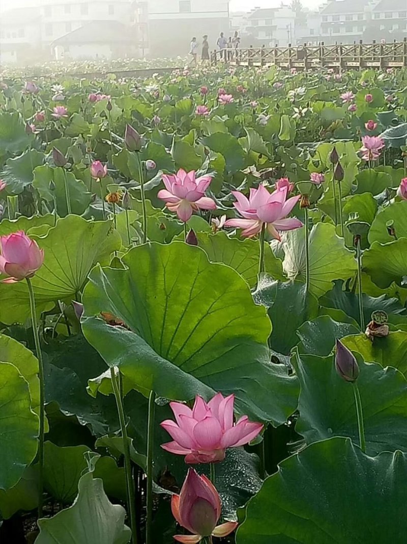 预售正宗高产太空白莲：红花、白花都有