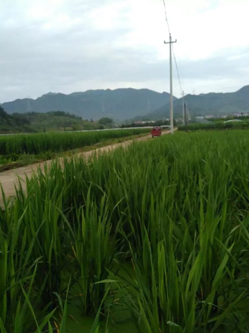 浙江金华产地直发，浙茭十号，浙茭八号，浙茭7，龙茭2号