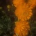 金莲花种子