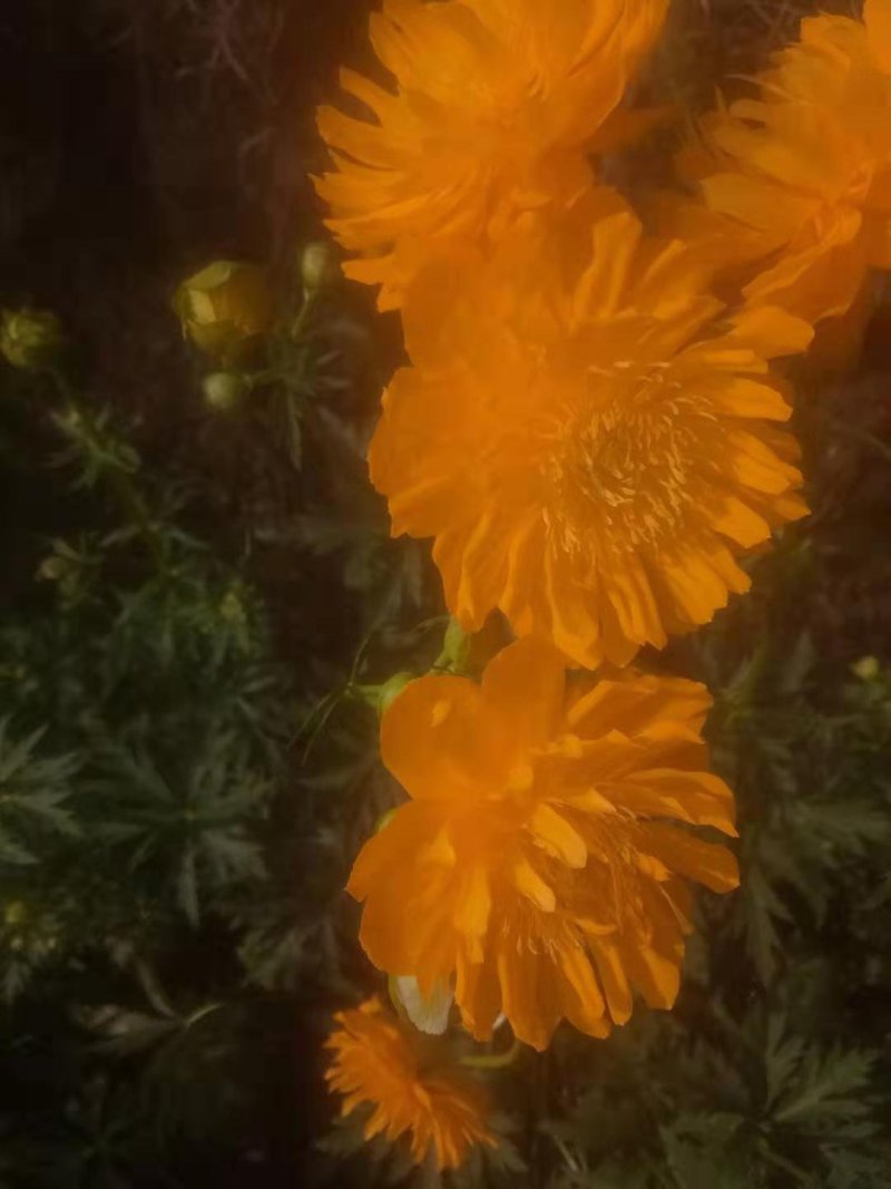 金莲花种子