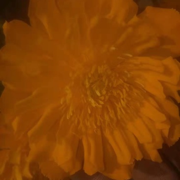 金莲花种子