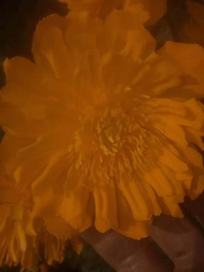金莲花种子