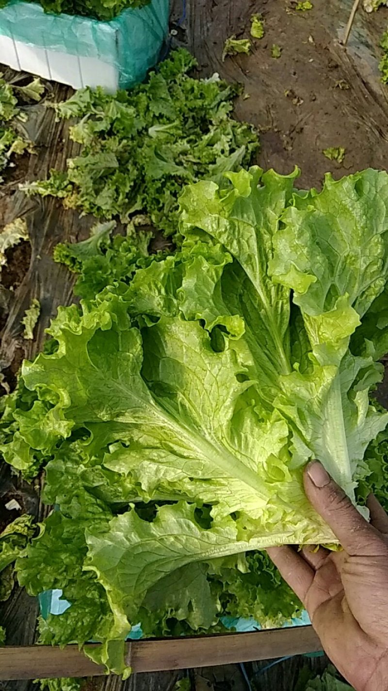 生菜