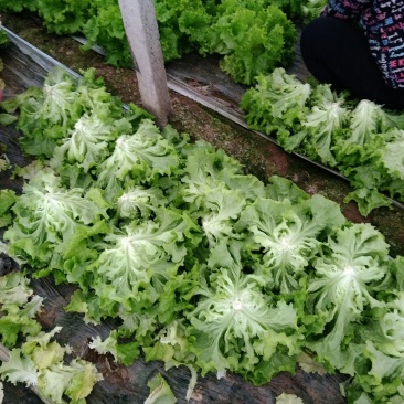 生菜