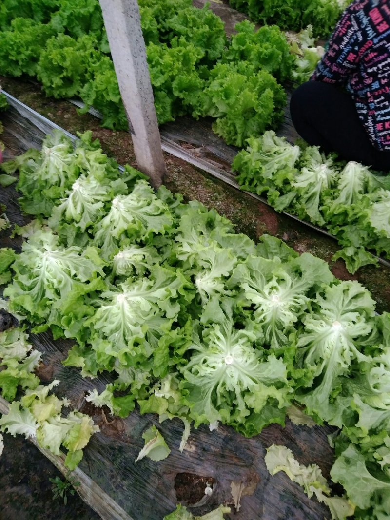 生菜