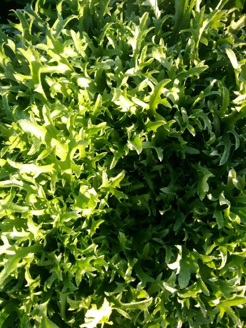 生菜