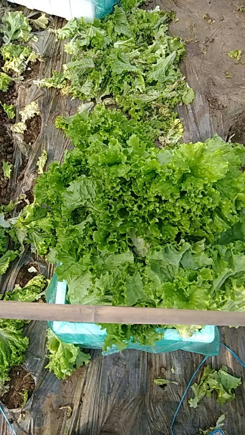 生菜