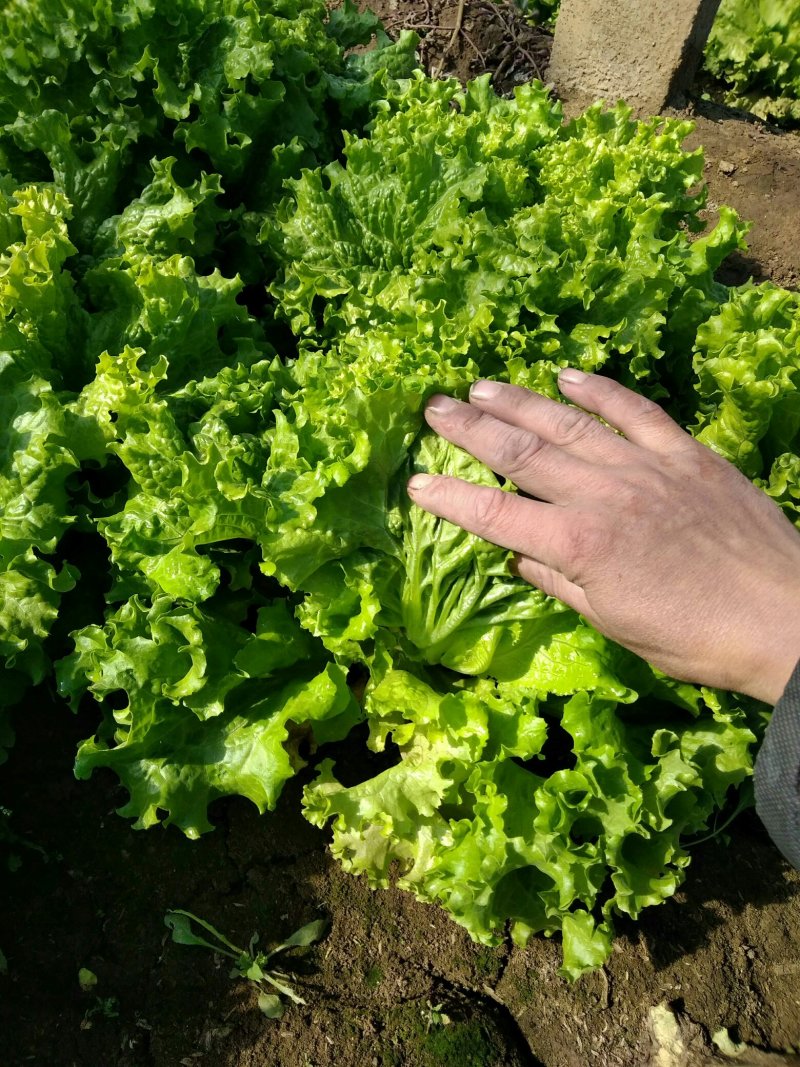 生菜