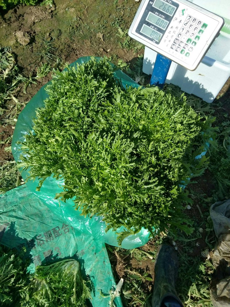 生菜