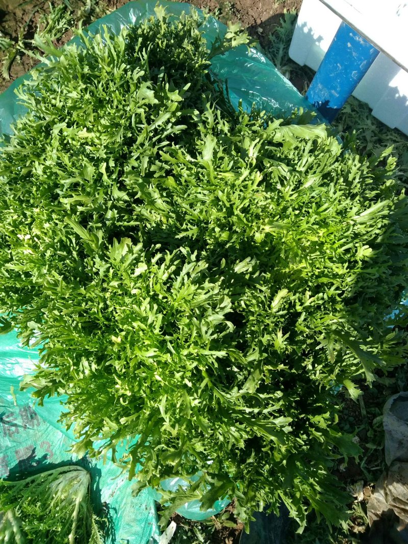 生菜