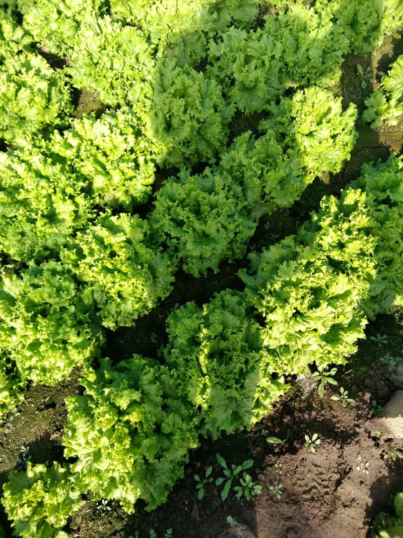 生菜