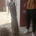 梨枣树苗80~110cm，冬枣树苗