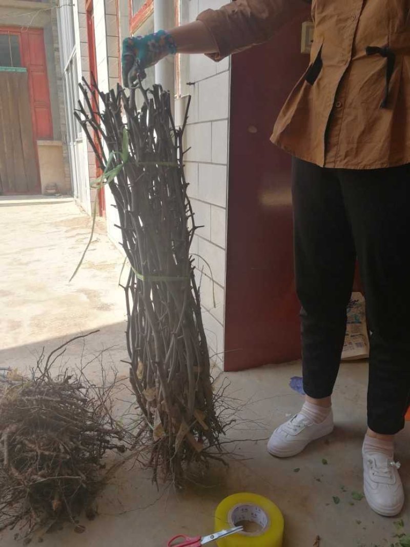 梨枣树苗80~110cm，冬枣树苗