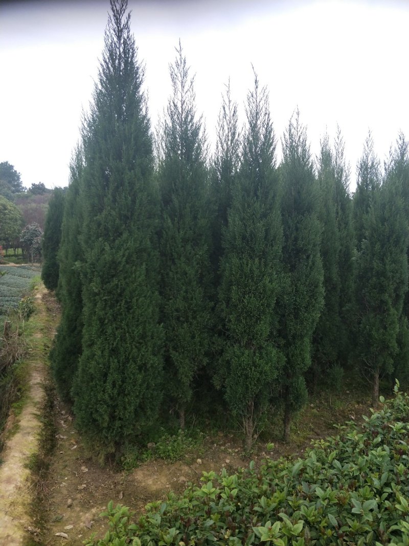 塔柏树高100/150/200cm