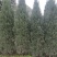 塔柏树高100/150/200cm