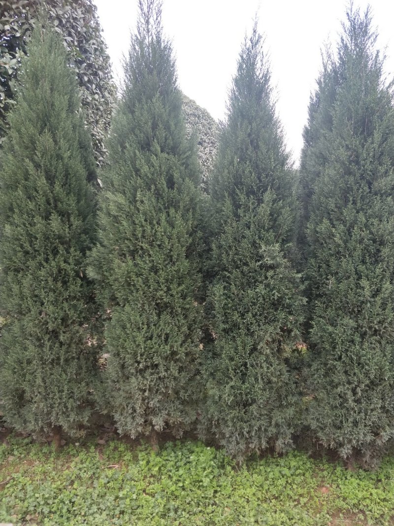 塔柏树高100/150/200cm