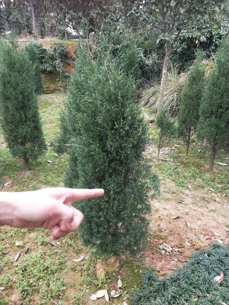 塔柏树高100/150/200cm