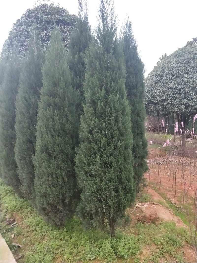 塔柏树高100/150/200cm