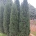 塔柏树高100/150/200cm