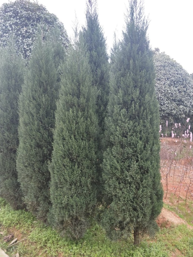 塔柏树高100/150/200cm