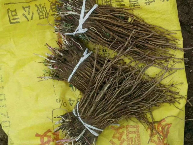 羌活苗陇南产地优质种苗