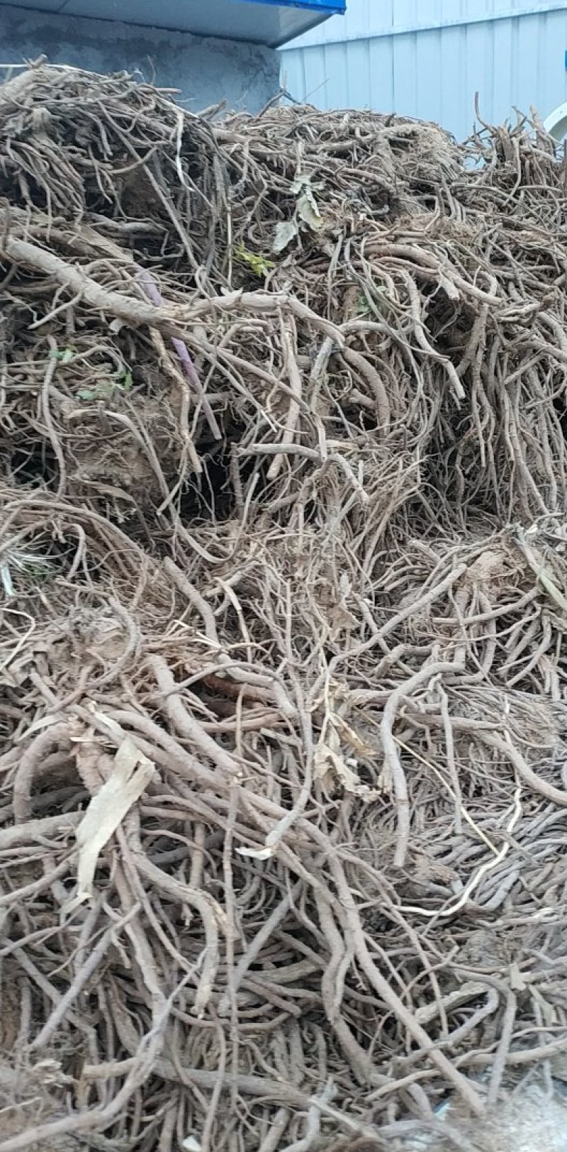羌活苗陇南产地优质种苗