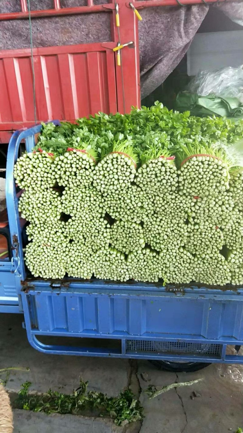 精品西芹55cm以上，产地批发，超市直供量大从优