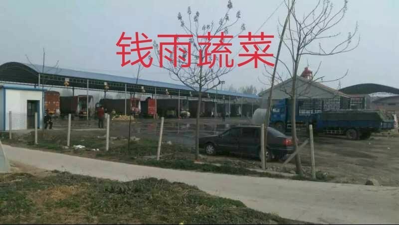 精品西芹55cm以上，产地批发，超市直供量大从优
