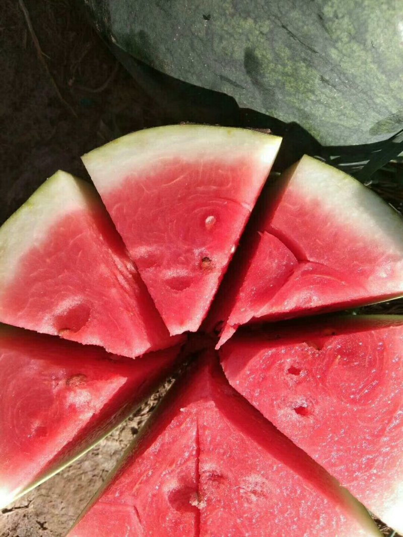济宁精品美都西瓜大量上市！红瓤薄皮糖度高全国代收代发